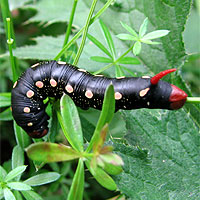 Raupe Labkrautschwrmer