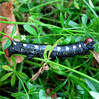 Raupe Labkrautschwrmer