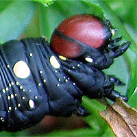 Raupe Labkrautschwrmer