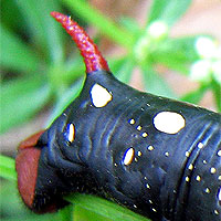 Raupe Labkrautschwrmer