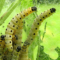 Pfaffenhtchen-Gespinstmotte