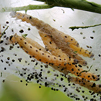 Pfaffenhtchen-Gespinstmotte