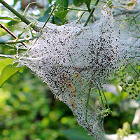 Pfaffenhtchen-Gespinstmotte