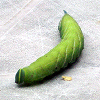 Raupe Abendpfauenauge