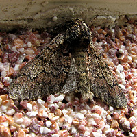 Pappel-Dickleibspanner