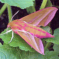 Mittlerer Weinschwrmer