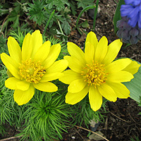 Frhlings-Adonisrschen