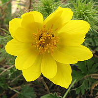 Frhlings-Adonisrschen