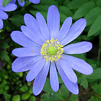 Strahlenanemone