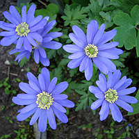Strahlenanemone