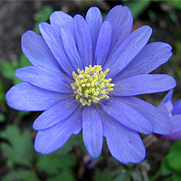 Strahlenanemone
