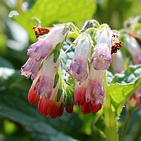 Kriechender Beinwell