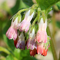 Kriechender Beinwell