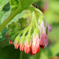 Kriechender Beinwell