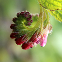 Kriechender Beinwell