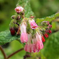 Kriechender Beinwell