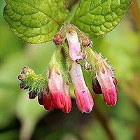 Kriechender Beinwell