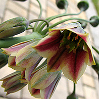 Sizilianischer Honiglauch