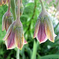 Sizilianischer Honiglauch