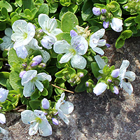 Kriechender Ehrenpreis