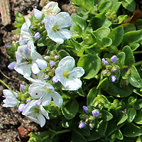 Kriechender Ehrenpreis