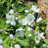 Kriechender Ehrenpreis