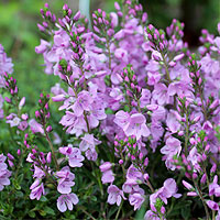 Niederliegender Ehrenpreis