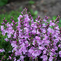 Niederliegender Ehrenpreis