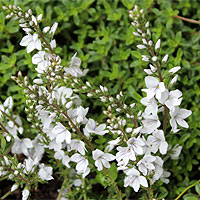 Niederliegender Ehrenpreis