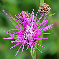 Wiesenflockenblume