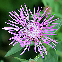 Wiesenflockenblume