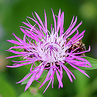 Wiesenflockenblume
