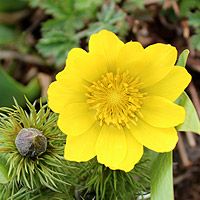 Frhlings-Adonisrschen