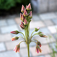 Sizilianischer Honiglauch