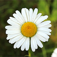 Wiesenmargerite