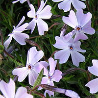 Polsterphlox