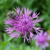 Skabiosenflockenblume