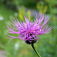 Skabiosenflockenblume