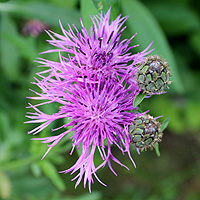 Skabiosenflockenblume