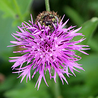 Skabiosenflockenblume