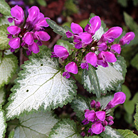 Gefleckte Taubnessel