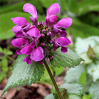 Gefleckte Taubnessel