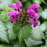 Gefleckte Taubnessel