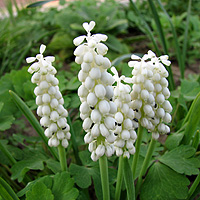 Weie Traubenhyazinthe