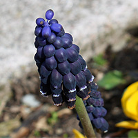 Traubenhyazinthe