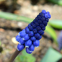 Kleine Traubenhyazinthe