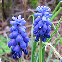 Kleine Traubenhyazinthe