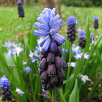 Weinbergs-Traubenhyazinthe