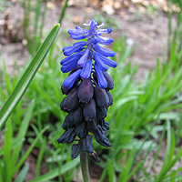 Weinbergs-Traubenhyazinthe