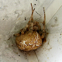 Vierfleckkreuzspinne